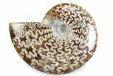Polished Ammonite (Cleoniceras) Fossil - Madagascar #364957-1